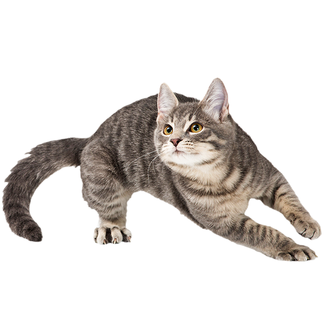 纖纖體態-產品網編 纖纖體態-產品網編